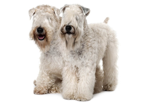 Мягкошерстный пшеничный терьер