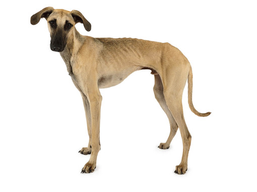 Слюги (арабская борзая)