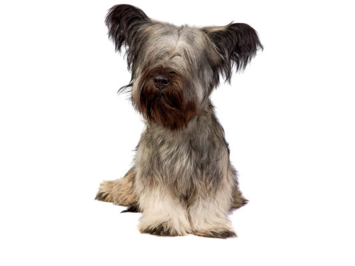 Скайтерьер