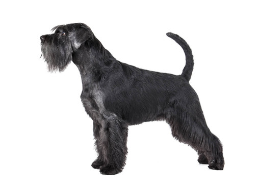 Миттельшнауцер