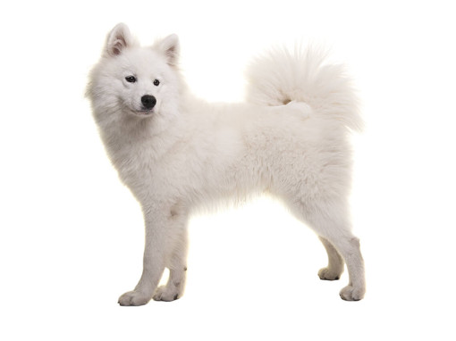 Самоедская лайка