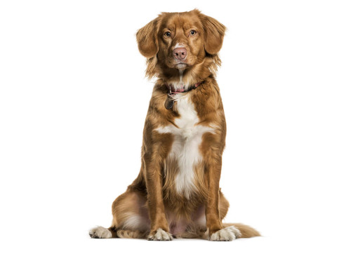 Новошотландский утиный ретривер