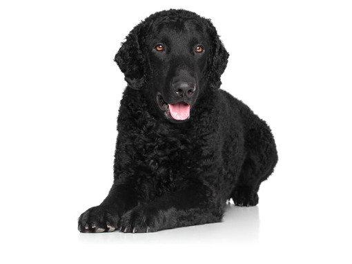 Курчавошерстный ретривер