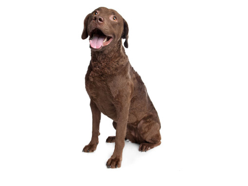 Чесапик-бей-ретривер