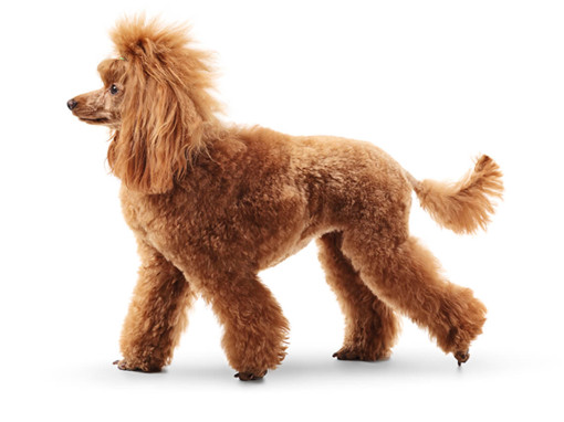 Пудель стандартный