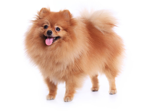 Померанский шпиц