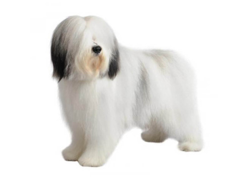 Польская низинная овчарка