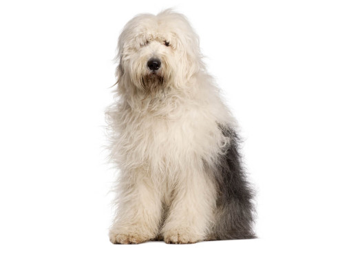 Бобтейл (староанглийская овчарка)