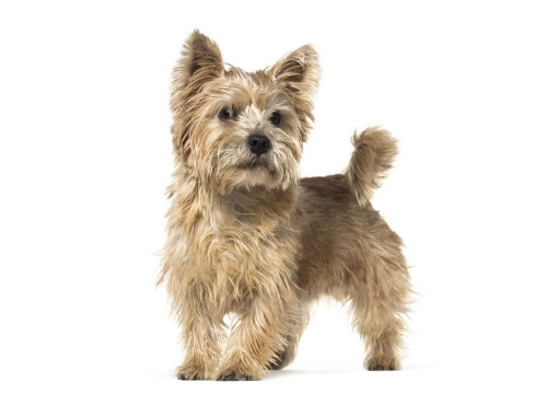 Норвич-терьер