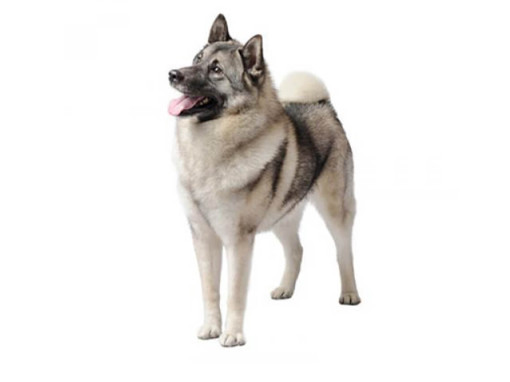 Норвежский элкхаунд