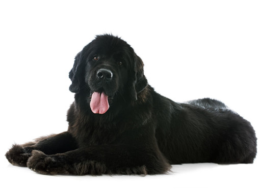 Ньюфаундленд