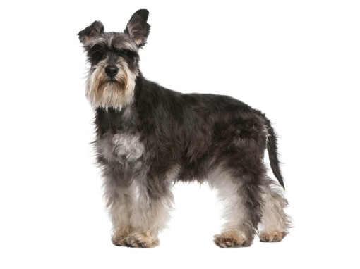 Миниатюрный шнауцер