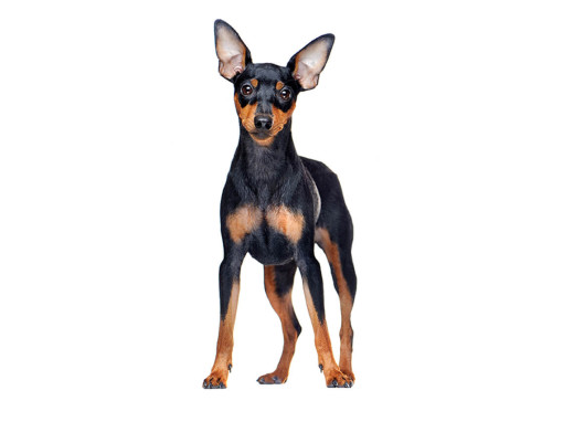 Собака Цвергпинчер