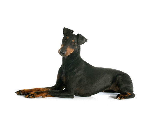 Манчестерский терьер