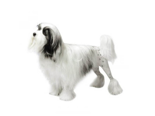 Лоучен (бишон-лион)