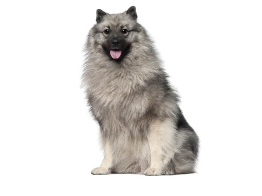 Немецкий вольфшпиц