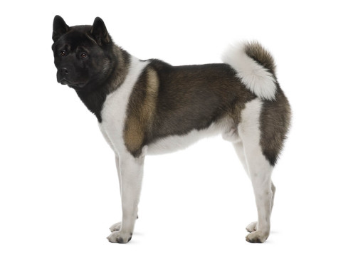 Японская акита