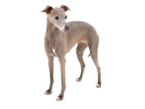 Итальянская левретка