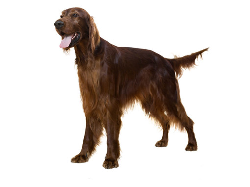 Ирландский сеттер