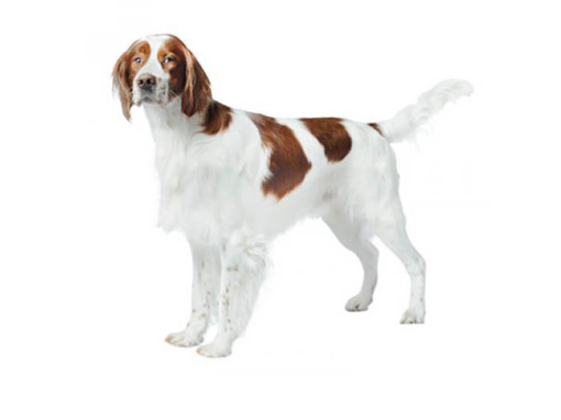 Ирландский красно-белый сеттер