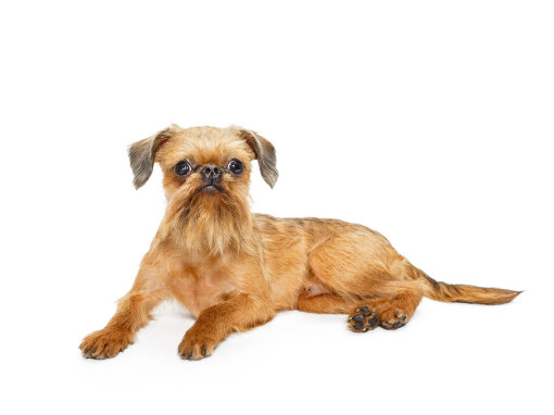 Брюссельский гриффон (короткошёрстный/мягкошёрстный)