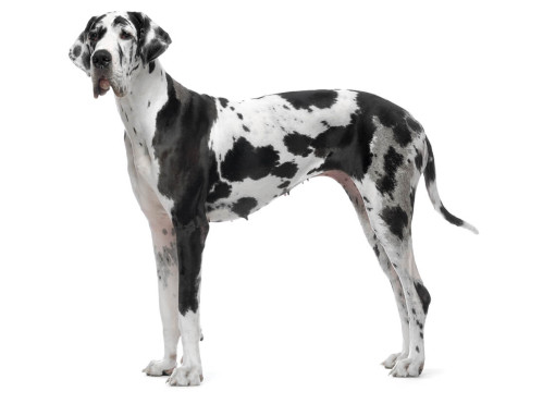 Датский дог