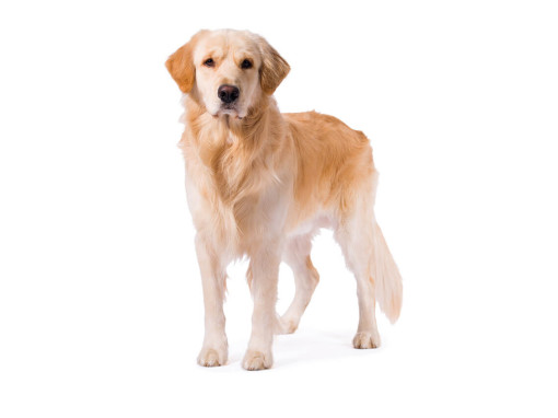 Золотистый ретривер
