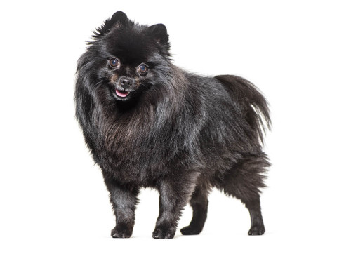 Немецкий средний шпиц