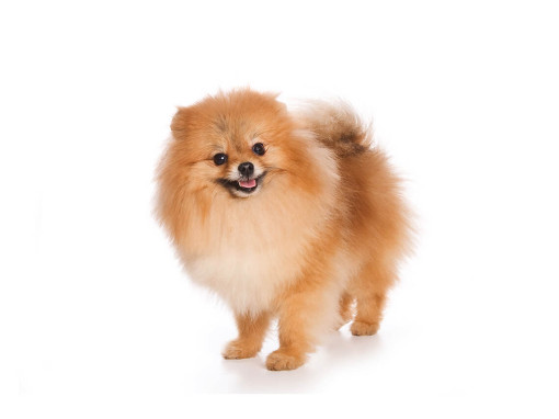 Немецкий малый шпиц