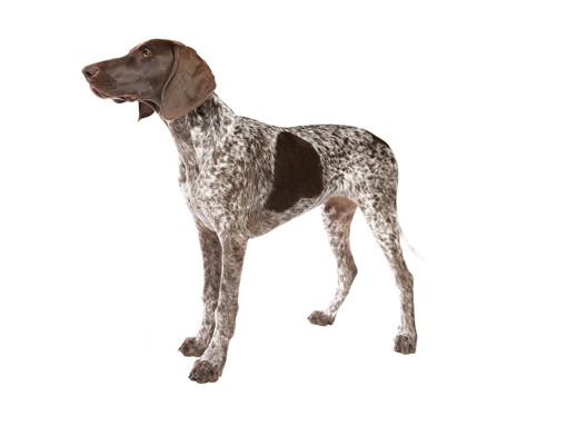 Немецкий короткошерстный пойнтер