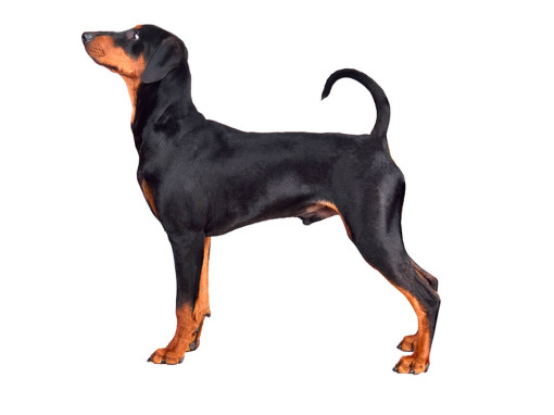 Пинчер (немецкий)