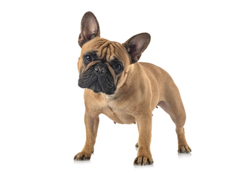 Французский бульдог