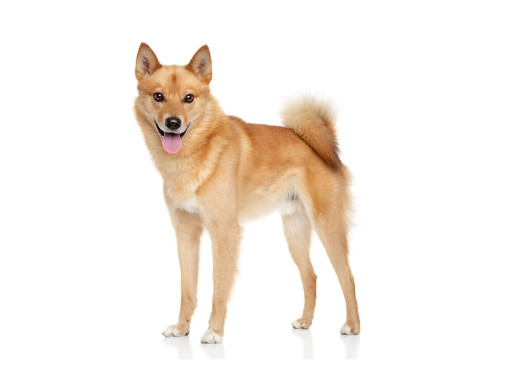 Финский шпиц