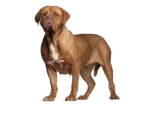 Бордоский дог