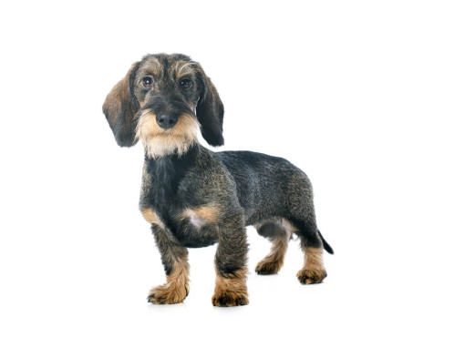 Такса (миниатюрная жесткошерстная)