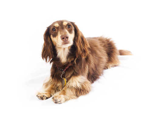 Такса (миниатюрная длинношерстная)