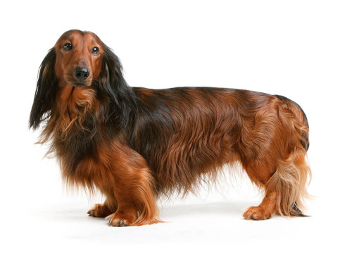 Такса (длинношерстная)