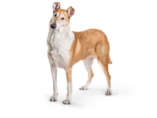 Короткошерстный колли