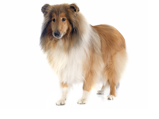 Длинношерстный колли