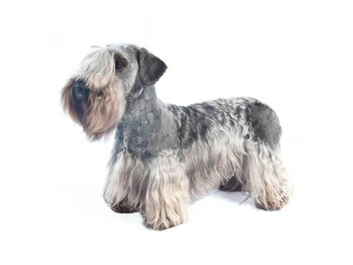 Чешский терьер