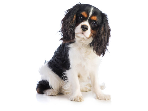 Кинг-чарльз-спаниель