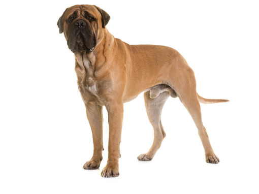 Бульмастиф