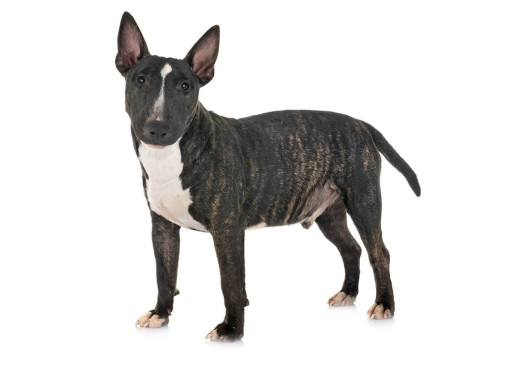 Миниатюрный бультерьер