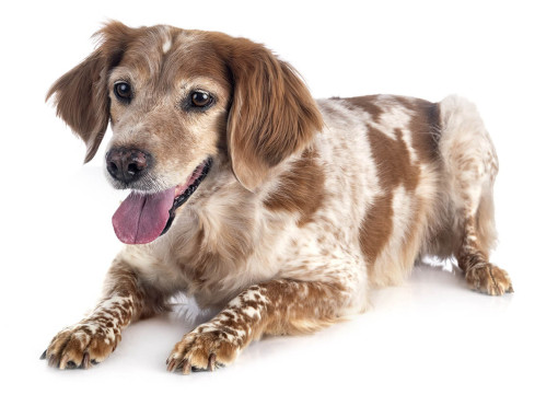 Бретонский эпаньол