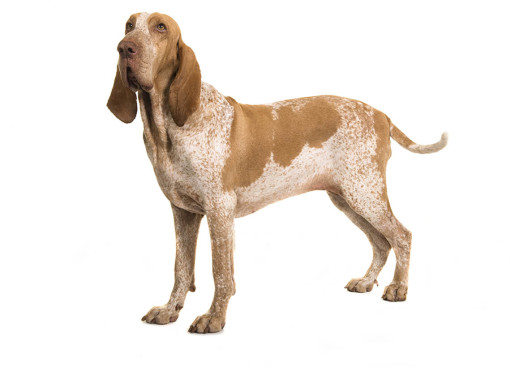 Итальянский бракк