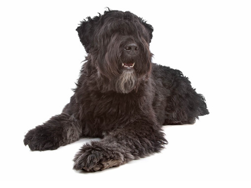 Фландрский бувье