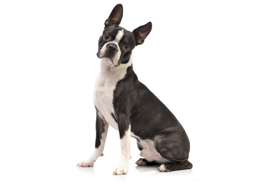 Бостон-терьер