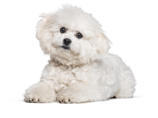 Бишон-фризе