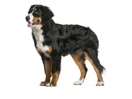 Бернский зенненхунд