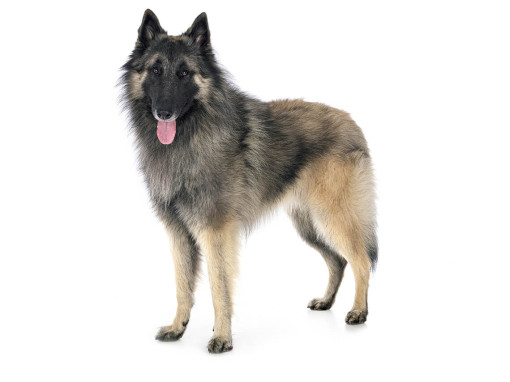 Бельгийская овчарка тервюрен